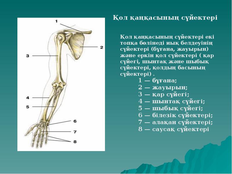 Адам анатомиясы презентация