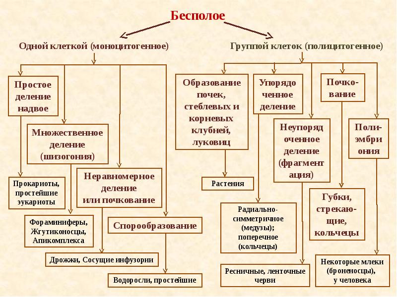 Презентация 9 класс бесполое размножение организмов 9 класс презентация