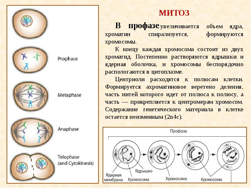 Спирализация двухроматидных хромосом. Клетка в профазе митоза. Митоз состоит из 4 фаз. Основные процессы профазы митоза. Митоз 2 хромосом.