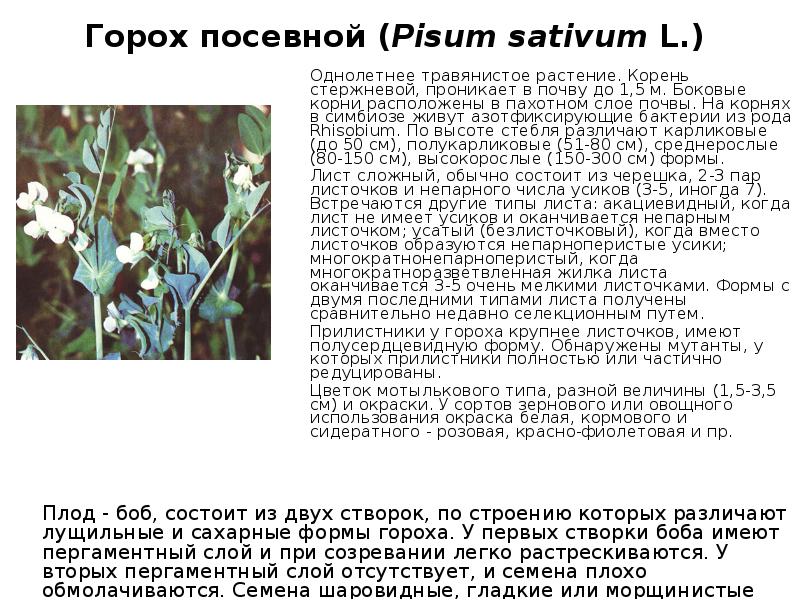 Виды гороха посевного. Горох посевной листья. Pisum sativum - горох посевной. Форма листьев горох посевной. Горох посевной корень.