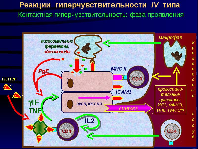 Реакции замедленного типа