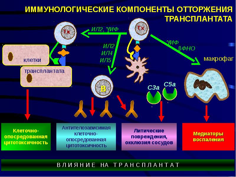 Иммунная атака