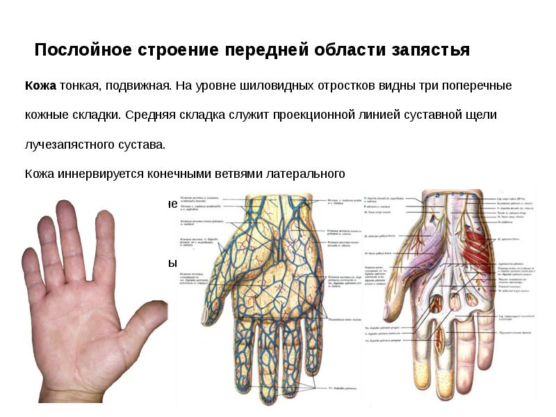 Топографическая анатомия кисти и пальцев презентация