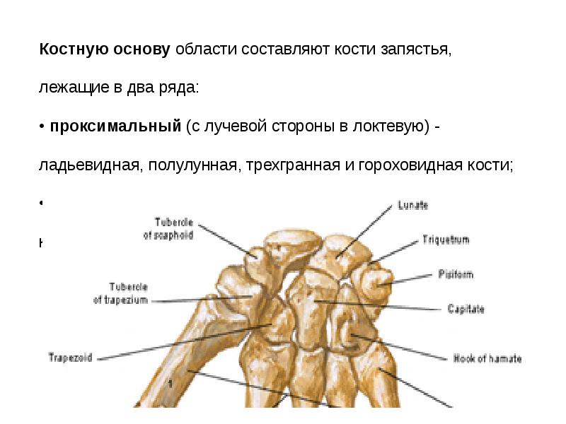 Гороховидной кости запястья