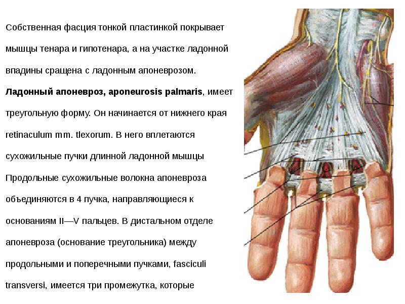 Топографическая анатомия кисти и пальцев презентация