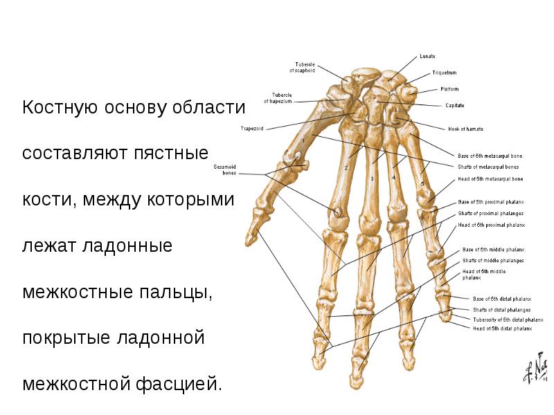 Лучезапястный сустав кисти. Строение костей кисти. Кости кисти анатомия строение. Кости пястья анатомия строение. Анатомия костей кисти руки человека.