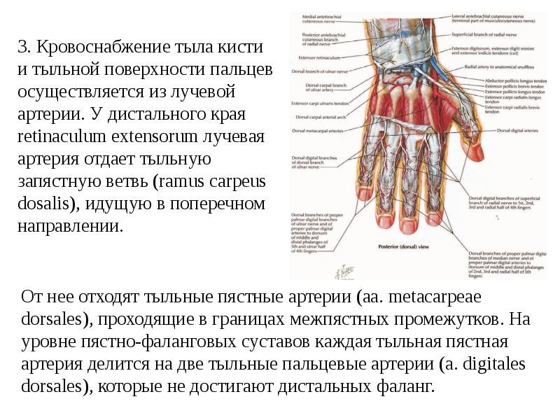 Мышцы кисти анатомия презентация