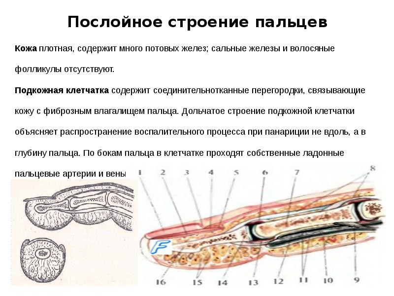 Топографическая анатомия кисти и пальцев презентация