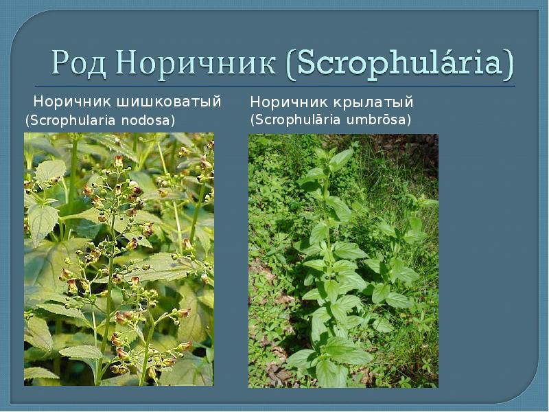 Семейство Норичниковые (Scropulariaceae)