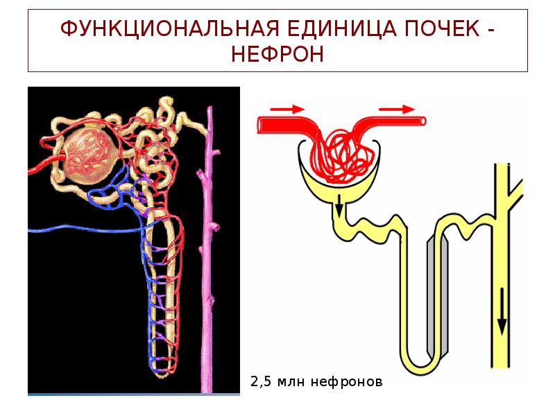 Органы выделения схема