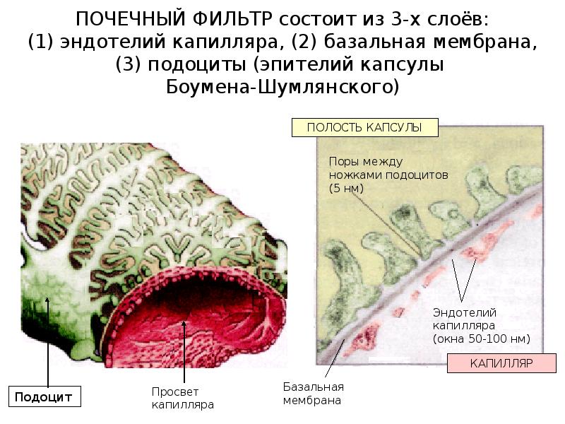 Органы выделения 8 класс презентация