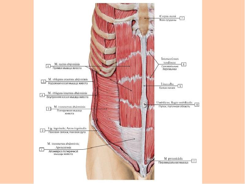 Мышцы Живота Фото Анатомия