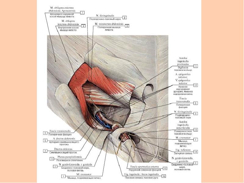 Анатомия каналов. Глубокое паховое кольцо анатомия. Паховый треугольник топографическая анатомия. Мышцы пахового кольца анатомия. Поверхностное паховое кольцо анатомия.