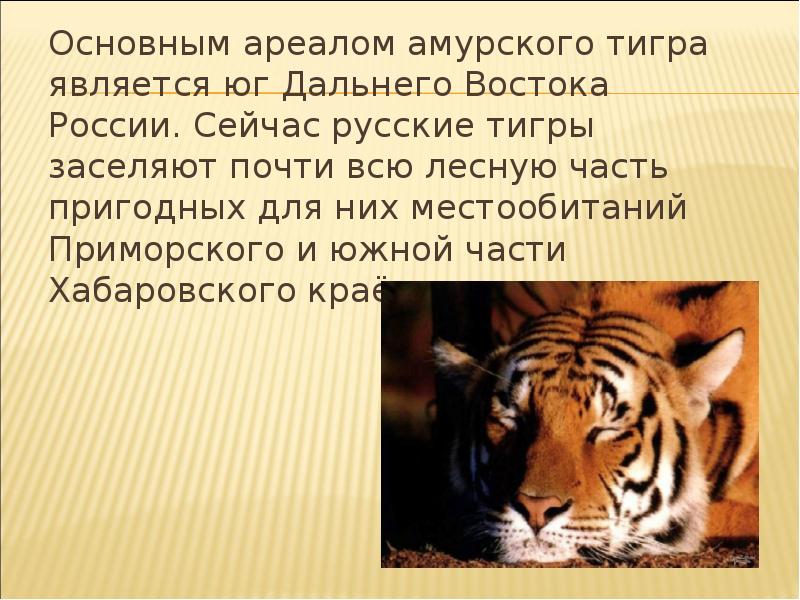 Доклад про амурского тигра. Амурский тигр презентация. Интересные факты о Амурском Тигре. Интересные факты про Амурского тигра. Сообщение про Амурского тигра.