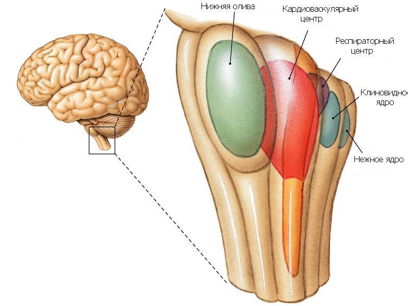 Продолговатый мозг рисунок с обозначениями