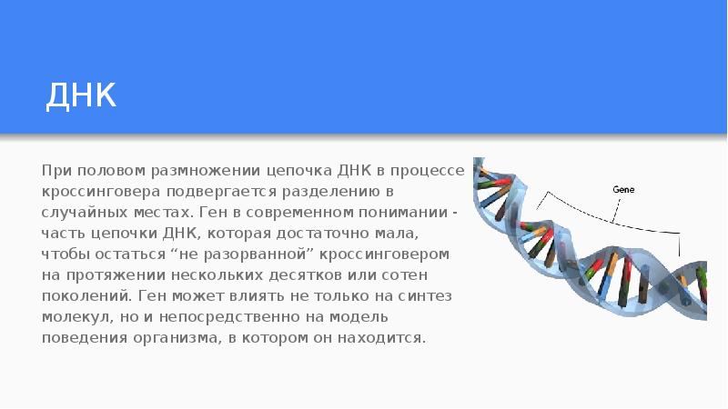 Через сколько днк. Разделенная цепочка ДНК. Концепция эгоистичной ДНК это. Число цепей ДНК. Длина цепи ДНК.