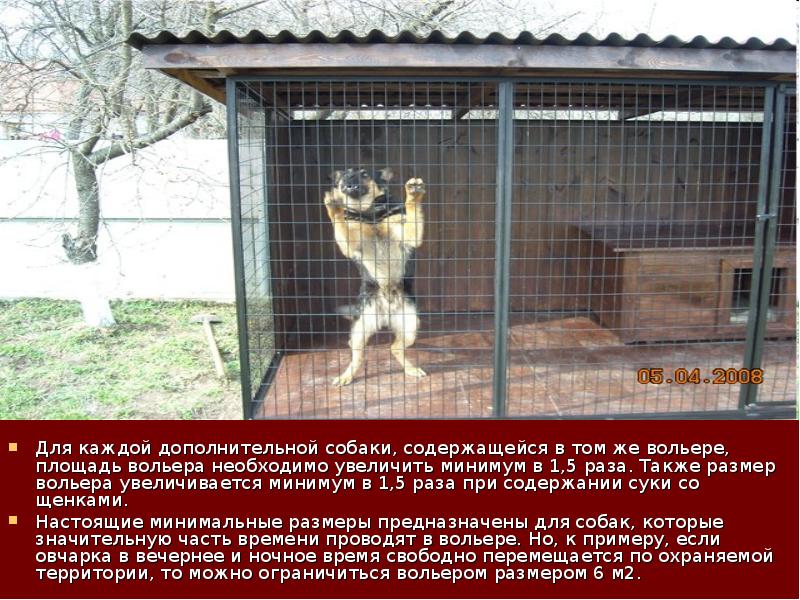 Размеры Вольера Для Немецкой Овчарки Фото