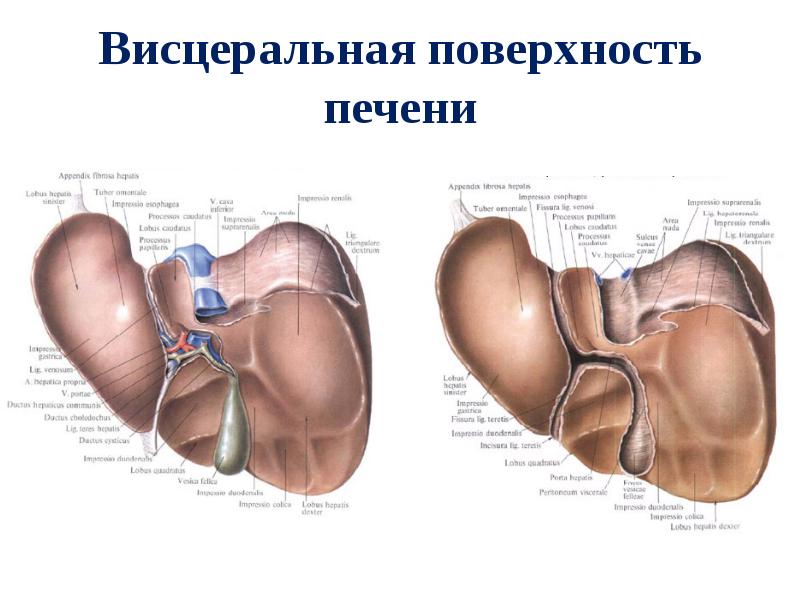 Висцеральная поверхность печени