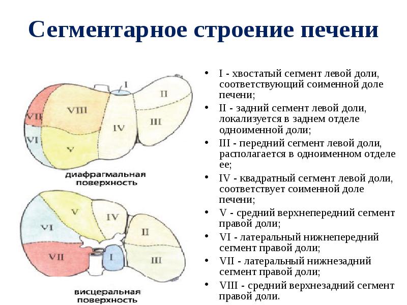 Сегментарное строение печени I - хвостатый сегмент левой доли, соответствующий соименной