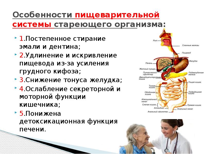 Особенности пищеварения. Возрастные изменения пищеварительной системы. Особенности системы пищеварения. Возрастные изменения пищеварительной системы у пожилых. Изменения в пищеварительной системе у пожилых людей.