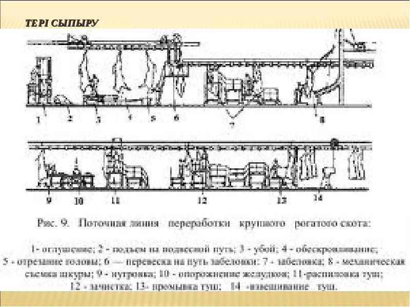 Технологическая схема первичной переработки свиней