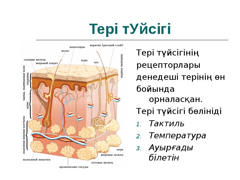 Тері аурулары презентация