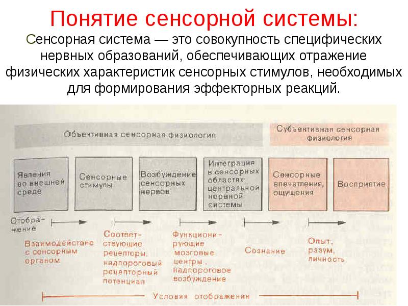 Понятие тактильный