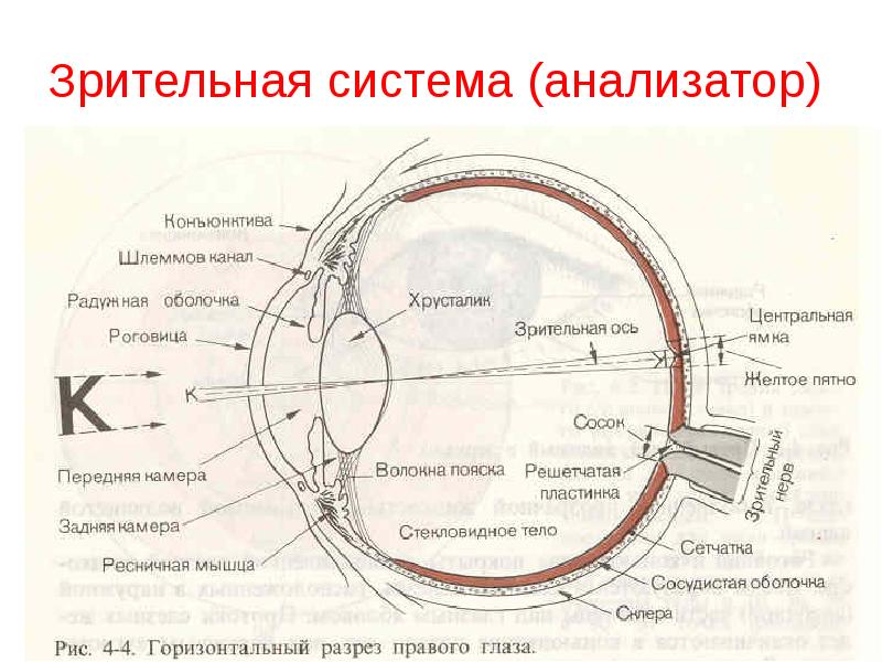 Зрительная система