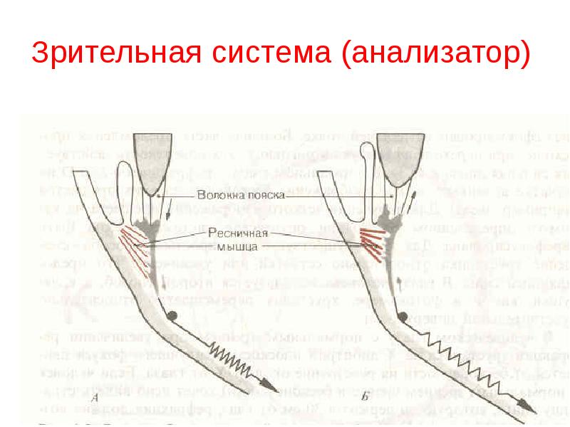 Зрительная анализаторная система