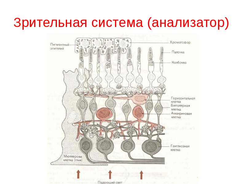 Схема отделов анализатора