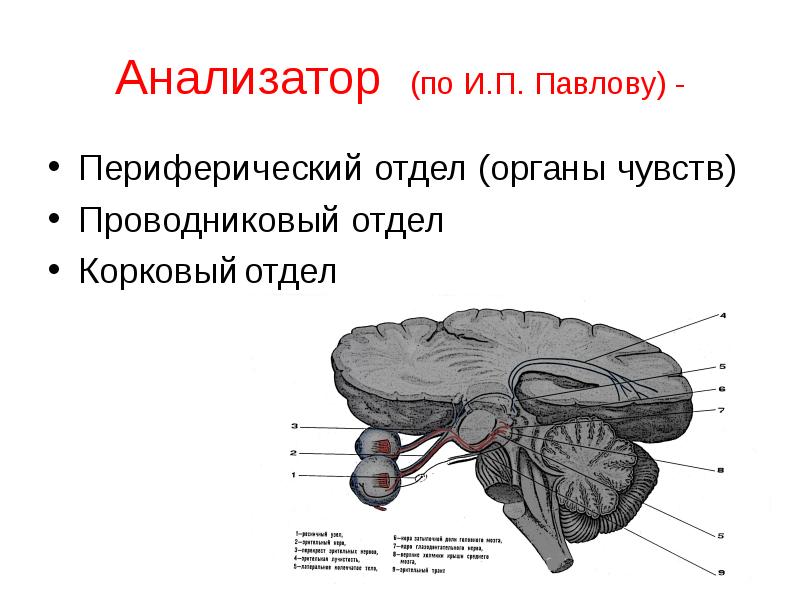 Периферический орган слухового анализатора