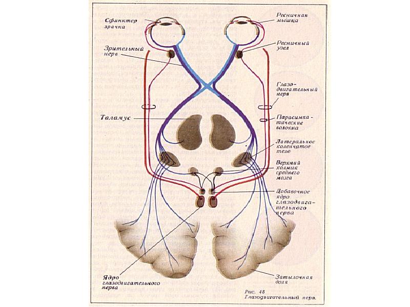 Путь зрительного нерва схема