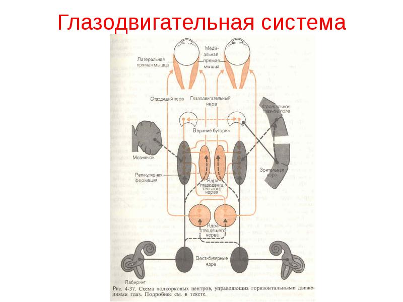 Глазодвигательный нерв картинка