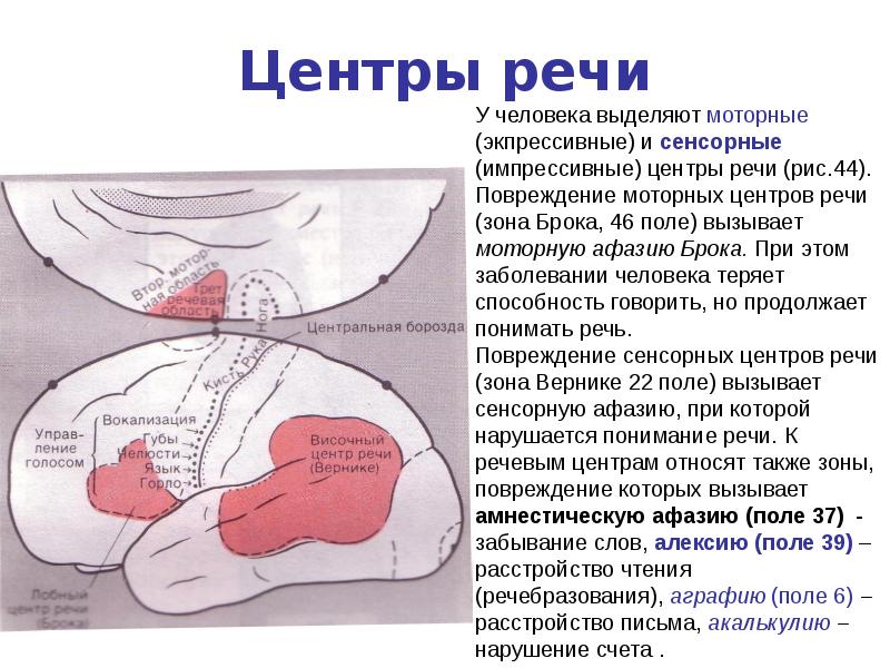 Акустико-гностическая сенсорная афазия. При повреждении зоны вернике у больного наблюдается. Очаг поражения при сенсорной афазии. При повреждении зоны вернике у больного наблюдается. Акустико-гностическая сенсорная афазия.