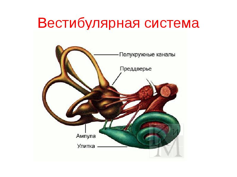 Слуховая и вестибулярная сенсорная система презентация