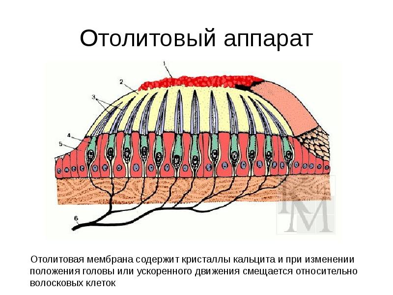 Отолиты в вестибулярном аппарате фото