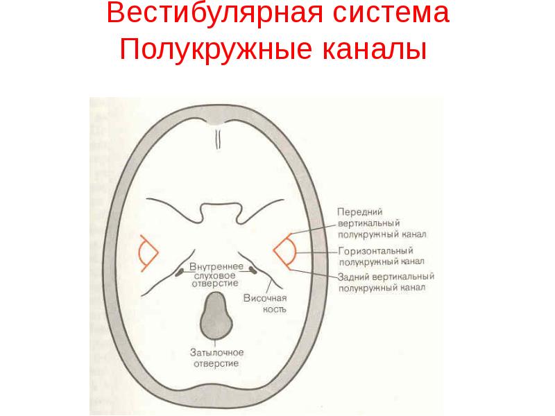 Презентация вестибулярная система