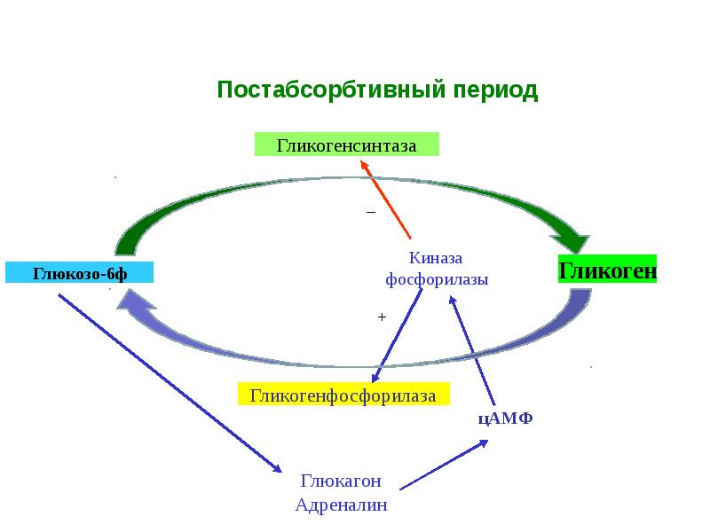 Углеводы биохимия презентация