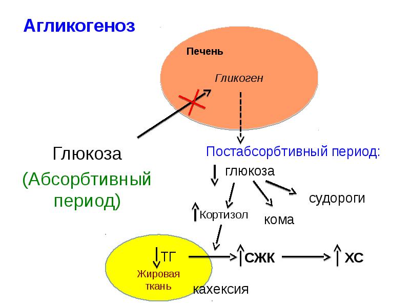 Кортизол биохимия презентация