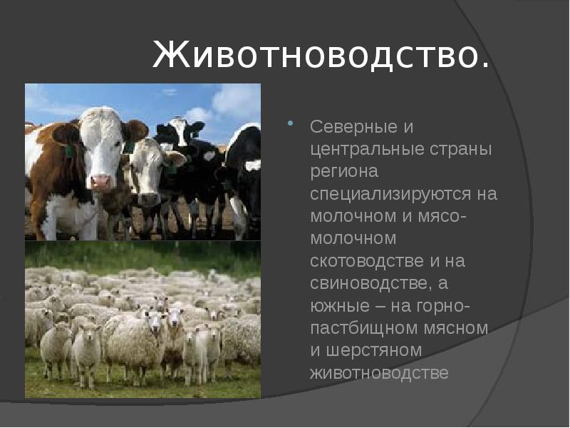 Презентация про восточную европу