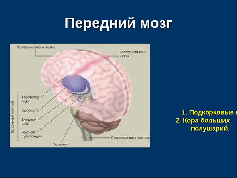 Размер переднего мозга. Передний мозг. Передний мозг мозг. Передний мозг строение анатомия. Что входит в состав переднего мозга.