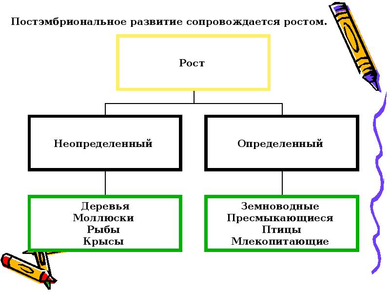 9 класс постэмбриональное развитие презентация