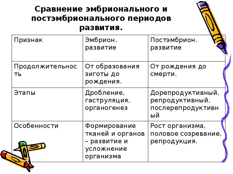 Презентация онтогенез 10 класс биология профильный уровень