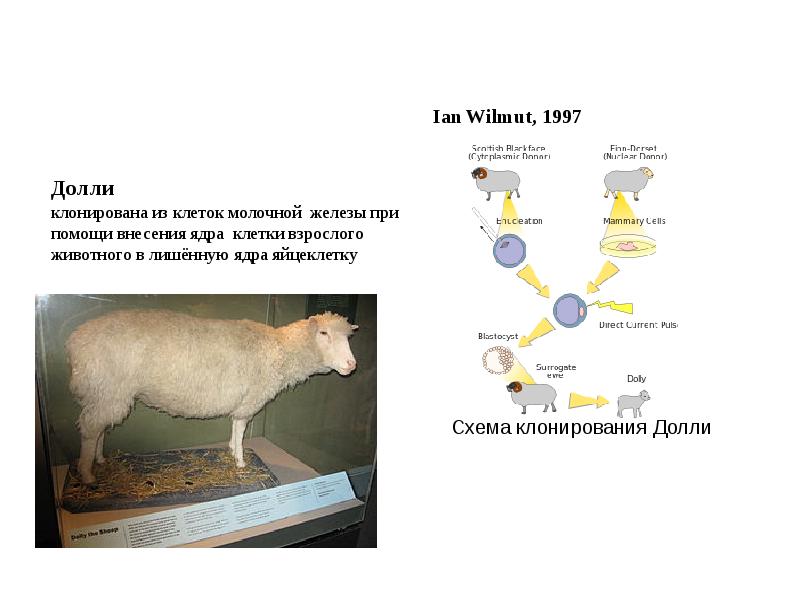 Клонирование овцы долли схема