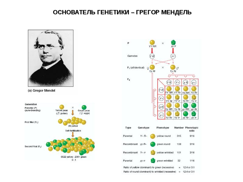 Создатель генетики