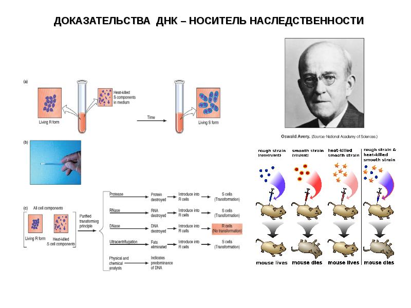 История молекулярной биологии презентация