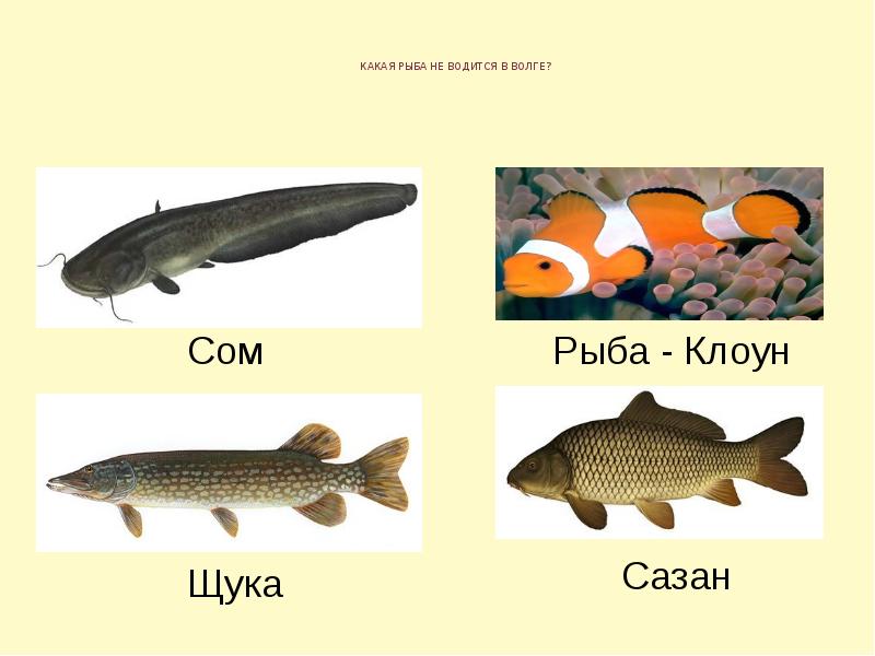 Какие рыбы водятся в волге список фото с названиями