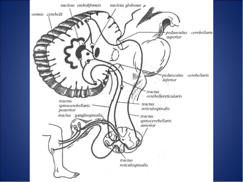 Проводящие пути мозжечка схема