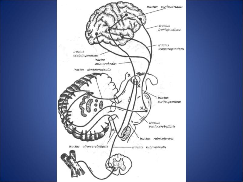 Экстрапирамидная система схема неврология
