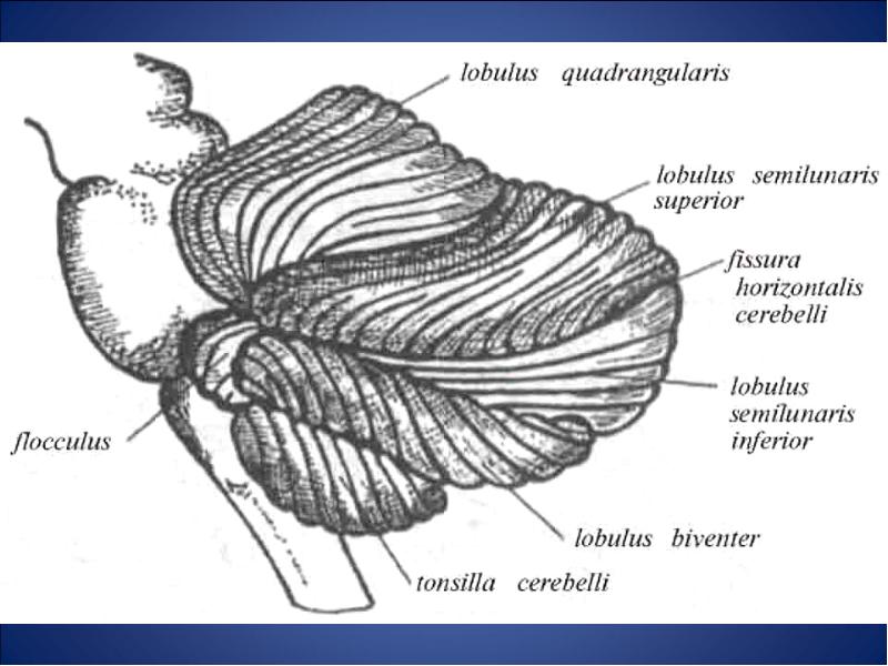 4 мозжечок. Fastigium мозжечок. Мозжечок fissura horizontalis. Lobus cerebelli. Flocculus cerebelli.